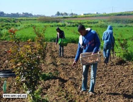 UAWC distributes 88,000 thyme and Sagebrush seedlings and 15,000 meters of irrigation networks in the Gaza strip